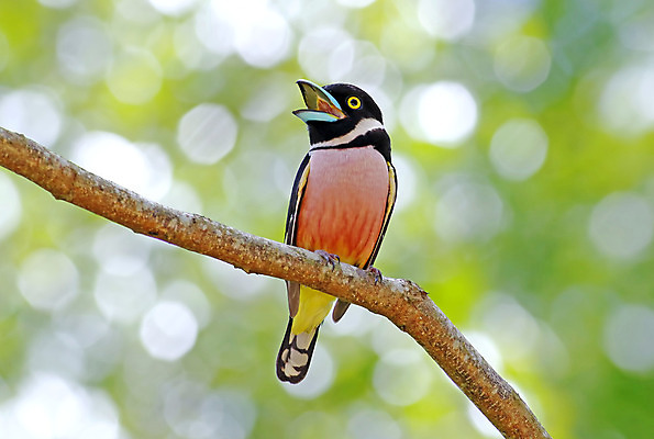 포토 JPG 해외이미지 나무 동물 여자 남자 아시아 얼굴 야생동물 백그라운드 날개 태국 자연 조류 사람없음 야외 목재 가로 초록색 컬러풀 노란색 머리 환경 검은색 나뭇가지 막대기 닫기 숲 깃털 꼬리 부리 서식지 생태학 해외202004 해외포토 식물 교육 나라 컬러 재료 모션 사람 신체부위 생태계 파일형식 이미지허브