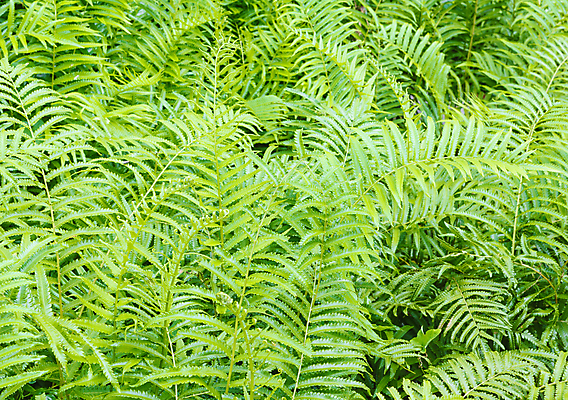 포토 JPG 해외이미지 잎 채소 사람없음 초록색 철 시력 해외202004 해외포토 식물 컬러 파일형식 이미지허브