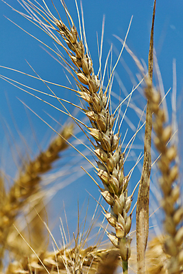 포토 JPG 해외이미지 식물 구름 산업 음식 빵 백그라운드 밭 농업 하늘 새로움 옥수수 씨앗 풍경 사람없음 파란색 농작물 농장 농경지 세일 수확 성장 시골 업무 칼날 황금 제조 농부 낟알 밀 생태계 상업 보리 짐차 무거움 밭일 생태학 호밀 해외202004 해외포토 자연요소 직업 교육 컬러 컨셉 자동차 곡류 작업 무게 파일형식 이미지허브
