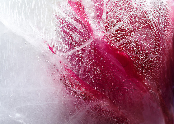 포토 JPG 해외이미지 식물 계절 꽃잎 꽃 꽃다발 백그라운드 컨셉 잎 꽃무늬 자연 추상 사람없음 빨간색 물 파란색 반사 냉동 얼음 거품 추위 튤립 벚꽃 흰색 신선 신용카드 투명 다발 순수 상쾌 서리 꽃수술 카피스페이스 해외202004 해외포토 자연요소 감정 컬러 무늬 금융 공백 생태계 파일형식 이미지허브