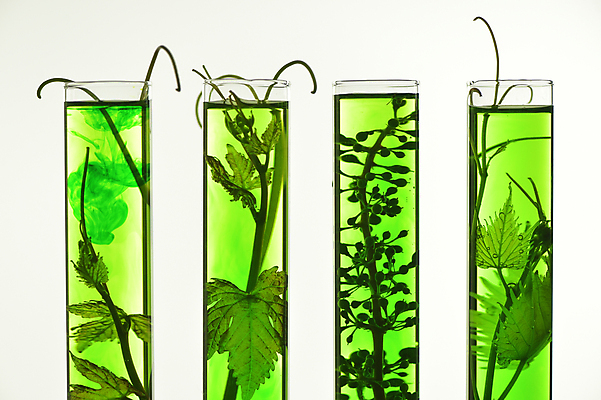 포토 JPG 해외이미지 식물 음식 농업 미래 실내 사람없음 세로 초록색 프랑스 성장 투명 닫기 다발 시험관 생물학 포도밭 일렬 포도나무 발견 진행 해외202004 해외포토 교육 유럽 산업 컬러 컨셉 밭 모션 실험기구 내부 과일나무 파일형식 이미지허브