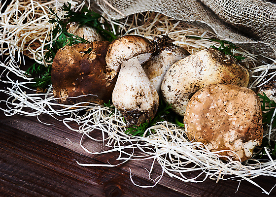 포토 JPG 해외이미지 식물 계절 음식 백그라운드 컨셉 잎 다이어트 채소 재료 자연 건강 요리 사람없음 목재 갈색 저녁식사 버섯 수확 가을 흰색 신선 그룹 숲 먹기 심볼 유기농 복고 날것 내추럴 곰팡이 그물버섯 식용 채식주의자 해외202004 해외포토 나무 웰빙 컬러 농업 모션 식사 생태계 채식 파일형식 이미지허브