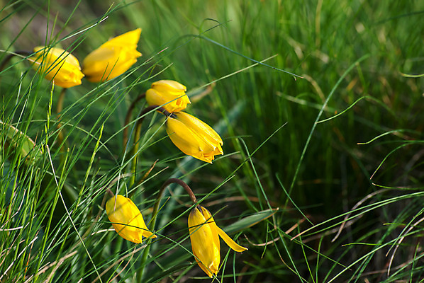 포토 JPG 해외이미지 식물 계절 공원 꽃 잎 밭 자연 휴가 부활절 풍경 사람없음 야외 초록색 여름 파란색 빛 컬러풀 햇빛 태양 농장 노란색 정원 맑음 일몰 봄 새벽 튤립 성장 저녁 수선화 마법 밭일 웅장함 환상 해외202004 해외포토 자연요소 공공시설 기념일 컬러 컨셉 농업 날씨 노을 야간 생태계 파일형식 이미지허브