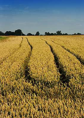 포토 JPG 해외이미지 직업 산업 밭 농업 자연 하늘 풍경 사람없음 야외 가로 빨간색 여름 농작물 컬러풀 농장 기계 수확 성장 가을 농촌 작업 황금 떨어짐 농부 결합 땅 자르기 밀 조경 드럼 밀짚 수유 자동 해외202004 해외포토 계절 컬러 컨셉 모션 타악기 곡류 시골 짚 생태계 파일형식 이미지허브