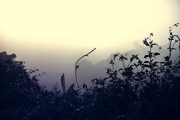 포토 JPG 해외이미지 나무 구름 공원 여행 백그라운드 잎 자연 하늘 아침 산 풍경 사람없음 야외 초록색 일출 환경 일몰 새벽 안개 숲 공상 내추럴 뿌연 전국 절정 해외202004 해외포토 주간 자연요소 식물 공공시설 컬러 날씨 노을 생태계 파일형식 이미지허브
