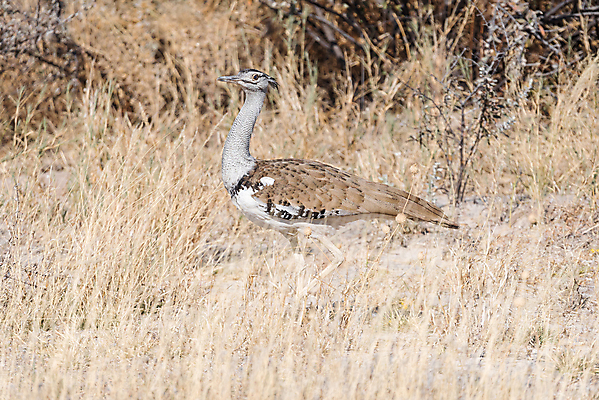 포토 JPG 해외이미지 동물 야생동물 겨울 아프리카 조류 아침 풍경 사람없음 햇빛 맑음 시골 나미비아 해외202004 해외포토 주간 계절 나라 날씨 태양 남아프리카 파일형식 이미지허브
