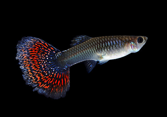 포토 JPG 해외이미지 동물 남자 백그라운드 이동 오렌지 모션 자연 어류 사람없음 장식 빨간색 물 반려동물 유행 검은색 수중 수영 신선 공작 꼬리 탱크 수족관 강렬 고립 해외202004 해외포토 자연요소 컬러 컨셉 과일 조류 사람 수중동물 수상스포츠 생태계 파일형식 이미지허브