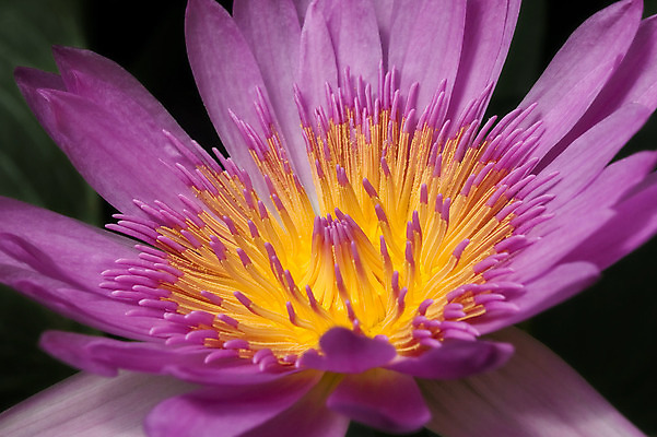 포토 JPG 해외이미지 식물 공원 꽃잎 꽃 백그라운드 잎 꽃무늬 자연 표면 동양인 사람없음 야외 가로 환경 정원 보라색 검은색 침묵 벚꽃 개화 부드러움 내추럴 강렬 이국적 취급주의 해외202004 해외포토 공공시설 컬러 무늬 경고 인종 소리 감각 생태계 파일형식 이미지허브