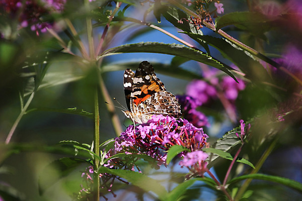 포토 JPG 해외이미지 식물 동물 꽃 야생동물 나비 곤충 날개 오렌지 자연 안테나 사람없음 초록색 여름 노란색 보라색 검은색 봄 흰색 그리기 벌레 꿀 내추럴 해외202004 해외포토 계절 컬러 과일 통신 모션 생태계 파일형식 이미지허브