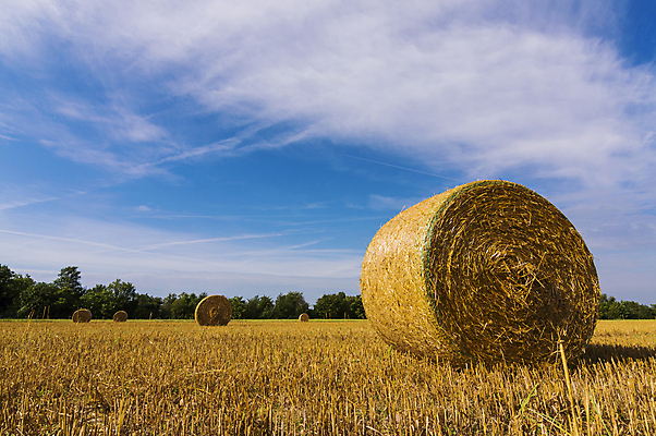포토 JPG 해외이미지 농업 사람없음 여름 노란색 볏짚 밀 밀짚 해외202004 해외포토 계절 산업 컬러 곡류 짚 파일형식 이미지허브