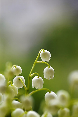 포토 JPG 해외이미지 식물 꽃 잎 자연 여러명 사람없음 초록색 약 계곡 종 흰색 약초 숲 허브 러시아 해외202004 해외포토 유럽 컬러 다수 의학 사람 풀_식물 생태계 파일형식 이미지허브