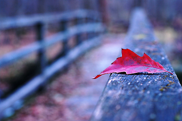 포토 JPG 해외이미지 나무 식물 디자인 계절 길 여행 백그라운드 단풍 잎 패턴 오렌지 자연 벽지 풍경 사람없음 야외 목재 장식 빨간색 컬러풀 갈색 가을 숲 질감 장면 내추럴 옛날 해외202004 해외포토 컬러 무늬 과일 재료 생태계 파일형식 이미지허브