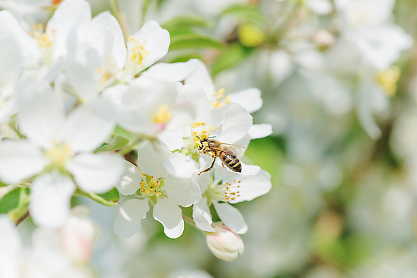 포토 JPG 해외이미지 나무 식물 계절 꽃잎 꽃 문화 백그라운드 잎 과일 자연 사람없음 야외 초록색 햇빛 우주 환경 정원 봄 성장 벚꽃 흰색 나뭇가지 시골 신선 개화 사과 수분 과수원 4월 원예 꽃가루 꿀 내추럴 꽃수술 해외202004 해외포토 컬러 농업 취미 태양 날짜 가루 생태계 파일형식 이미지허브