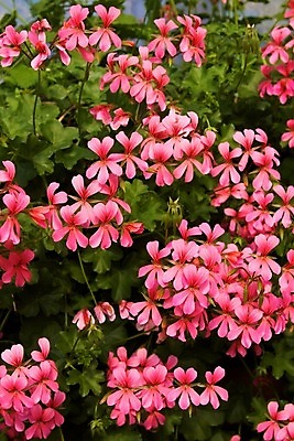 포토 JPG 해외이미지 식물 꽃 백그라운드 자연 사람없음 장식 초록색 여름 환경 정원 화목 봄 놀이방 반지 개화 원예 심기 영원 제라늄 해외202004 해외포토 계절 컬러 컨셉 장신구 모션 취미 생태계 파일형식 이미지허브