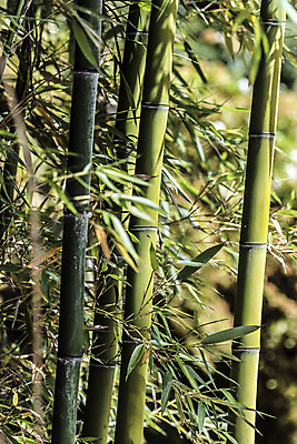 포토 JPG 해외이미지 나무 식물 디자인 문화 벽 줄기 백그라운드 잎 패턴 자연 지팡이 건조 동양인 사람없음 목재 세로 초록색 울타리 햇빛 정원 일본 힘 활발 에너지 성장 흰색 신선 원형 막대기 닫기 숲 대나무 유기농 질감 봉 내추럴 고립 완전 해외202004 해외포토 도형 웰빙 아시아 컬러 컨셉 무늬 재료 모션 인종 담장 태양 생태계 파일형식 이미지허브