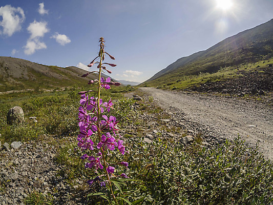 포토 JPG 해외이미지 나무 공원 꽃 여행 캐나다 북아메리카 밭 자연 산 국립공원 풍경 사람없음 여름 캠핑 하이킹 자유 체험 개화 황무지 숲 암초 드넓은 밴프 앨버타 전국 해외202004 해외포토 식물 계절 공공시설 컨셉 농업 레저 아메리카 생태계 파일형식 이미지허브