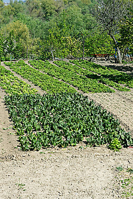 포토 JPG 해외이미지 식물 채소 사람없음 초록색 농장 정원 샐러드 유기농 원예 밭일 세련 해외202004 해외포토 웰빙 음식 컬러 농업 취미 파일형식 이미지허브