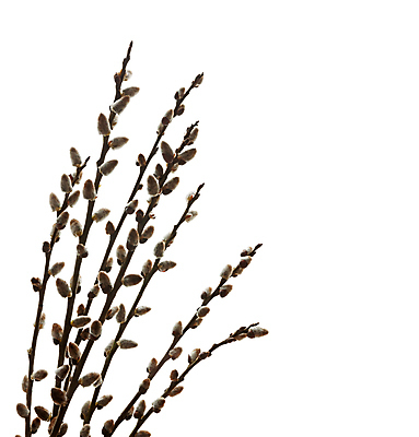 포토 JPG 해외이미지 나무 식물 전통 계절 백그라운드 부분 자연 추상 부활절 새로움 실내 사람없음 장식 우주 고양이 침묵 봄 회색 벚꽃 흰색 나뭇가지 기록 인사 4월 버드나무 심볼 정사각형 슛 솜털 고립 해외202004 해외포토 도형 기념일 꽃 컬러 컨셉 무늬 포유류 내부 반려동물 소리 예절 날짜 생태계 파일형식 이미지허브