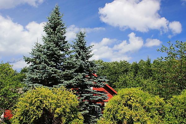 포토 JPG 해외이미지 구름 자연 하늘 휴가 휴식 건강 사람없음 목재 여름 빛 마을 고독 아로마 해외202004 해외포토 자연요소 나무 계절 감정 컨셉 재료 생태계 파일형식 이미지허브