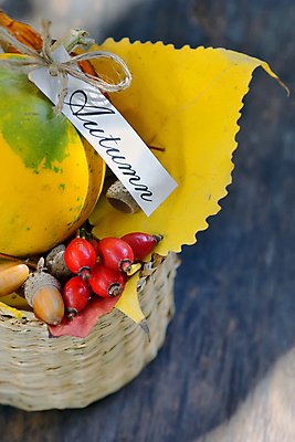 포토 JPG 해외이미지 전통 계절 잎 채소 오렌지 호박 휴가 건강 요리 사람없음 장식 빨간색 컬러풀 노란색 바구니 식사 활발 할로윈 수확 가을 흰색 시골 신선 박 시들음 고립 채식주의자 세련 해외202004 해외포토 식물 컬러 컨셉 농업 과일 채식 파일형식 이미지허브