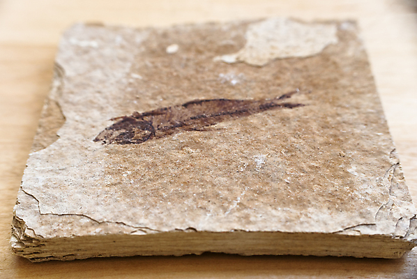 포토 JPG 해외이미지 동물 바다 탁자 생물 어류 사람없음 목재 갈색 바위 닫기 정사각형 화석 해외202004 해외포토 도형 나무 컬러 가구 재료 모션 수중동물 돌_바위 파일형식 이미지허브