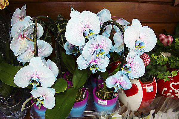 포토 JPG 해외이미지 식물 꽃 화분 잎 왕관 사람없음 빨간색 초록색 파란색 봄 난초 해외202004 해외포토 계절 컬러 파일형식 이미지허브