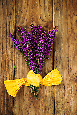 포토 JPG 해외이미지 식물 계절 꽃 분홍색 꽃다발 백그라운드 자연 탁자 사람없음 목재 장식 여름 정원 보라색 벚꽃 가을 개화 제비꽃 내추럴 해외202004 해외포토 나무 컬러 가구 재료 생태계 파일형식 이미지허브