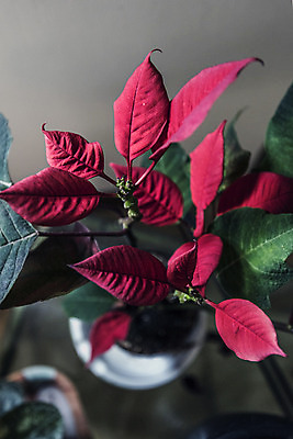 포토 JPG 해외이미지 식물 계절 실루엣 잎 자연 선물 사람없음 빨간색 초록색 햇빛 정원 축제 희망 활발 기쁨 다양 에너지 시골 인사 그룹 수분 원예 꽃가루 꿀 해외202004 해외포토 감정 컬러 다수 컨셉 촬영기법 취미 태양 예절 가루 생태계 파일형식 이미지허브