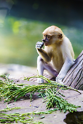 포토 JPG 해외이미지 나무 동물 커플 공원 남자 아시아 야생동물 어린이 여행 포유류 자연 종류 서기 앉기 사람없음 원숭이 숲 먹기 코 멸종 단상 말레이시아 수유 이국적 해외202004 해외포토 식물 공공시설 나라 관계 모션 사람 신체부위 생태계 파일형식 이미지허브