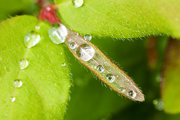 포토 JPG 해외이미지 식물 백그라운드 잎 자연 벽지 프레임 사람없음 초록색 물 정원 봄 흰색 나뭇가지 신선 닫기 떨어짐 이슬 유기농 질감 보케 모음 고립 해외202004 해외포토 자연요소 나무 웰빙 계절 컬러 컨셉 모션 한글 생태계 파일형식 이미지허브