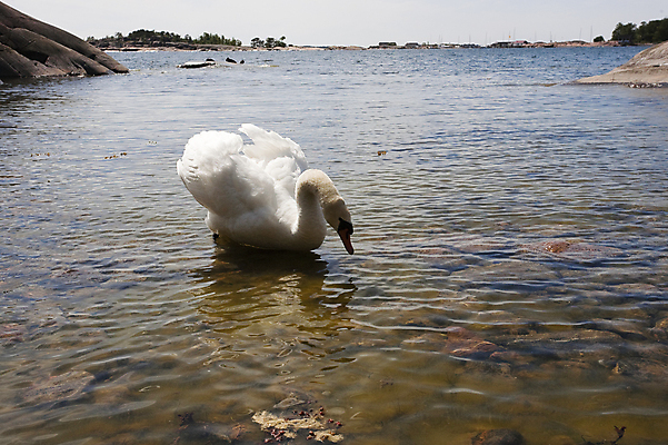 포토 JPG 해외이미지 동물 여자 남자 파도 바다 가족 자연 조류 엄마 풍경 해변 사람없음 물 여름 큼 백조 해외202004 해외포토 자연요소 계절 관계 사람 크기 생태계 파일형식 이미지허브