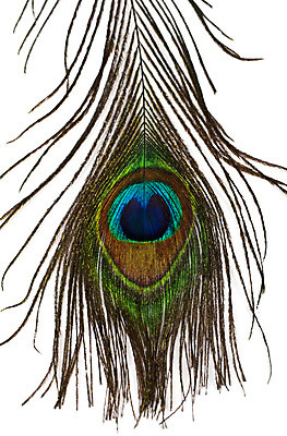 포토 JPG 해외이미지 동물 백그라운드 자연 조류 추상 미술 사람없음 컬러풀 흰색 점 우아함 공작 깃털 정맥 해외202004 해외포토 컬러 컨셉 무늬 문화예술 생태계 혈관 파일형식 이미지허브