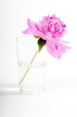 포토 JPG 해외이미지 식물 계절 꽃잎 꽃 줄기 분홍색 꽃다발 잎 꽃무늬 자연 선물 사람없음 장식 초록색 여름 머리 정원 꽃병 봄 활발 벚꽃 신선 개화 부드러움 내추럴 고립 작약 취급주의 파스텔톤 해외202004 해외포토 컬러 컨셉 무늬 경고 신체부위 감각 생태계 파일형식 이미지허브