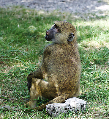 포토 JPG 해외이미지 털 앉기 사람없음 원숭이 치아 피부 날카로움 무거움 송곳니 사바나 삼림지대 초식 힘찬 안락 해외202004 해외포토 컨셉 포유류 모션 신체부위 소화기관 무게 숲 파일형식 이미지허브