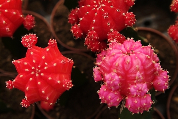 포토 JPG 해외이미지 식물 공원 꽃잎 꽃 백그라운드 잎 꽃무늬 패턴 오렌지 자연 선인장 건조 사람없음 장식 빨간색 초록색 태양 노란색 정원 봄 사막 성장 벚꽃 흰색 신선 개화 가시 닫기 냄비 작음 척추 묘사 날카로움 내추럴 고립 해외202004 해외포토 자연요소 계절 공공시설 컬러 무늬 과일 모션 뼈 솥 크기 생태계 파일형식 이미지허브