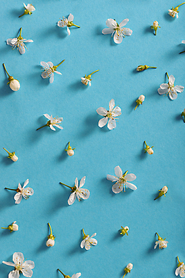 포토 JPG 해외이미지 식물 계절 꽃잎 꽃 줄기 백그라운드 꽃무늬 패턴 새로움 사람없음 여름 파란색 봄 벚꽃 흰색 신선 개화 체리 닫기 4월 5월 내추럴 해외202004 해외포토 컬러 컨셉 무늬 과일 모션 날짜 파일형식 이미지허브