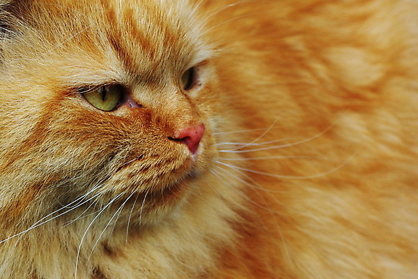 포토 JPG 해외이미지 동물 백그라운드 자연 털 사람없음 빨간색 반려동물 쿠키 고양이 수의사 해외202004 해외포토 컬러 포유류 디저트 의사 생태계 파일형식 이미지허브