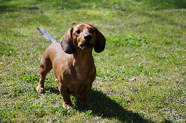 포토 JPG 해외이미지 동물 응시 행복 새끼 백그라운드 장난 포유류 자연 털 앉기 사람없음 야외 빨간색 반려동물 갈색 점프 기쁨 흰색 소시지 개 달콤 강아지 작음 자르기 닥스훈트 사냥개 귀 주둥이 송곳니 강렬 고립 기르기 유래 총구 해외202004 해외포토 시선 감정 컬러 모션 신체부위 가공식품 맛 치아 크기 생태계 돌봄 파일형식 이미지허브