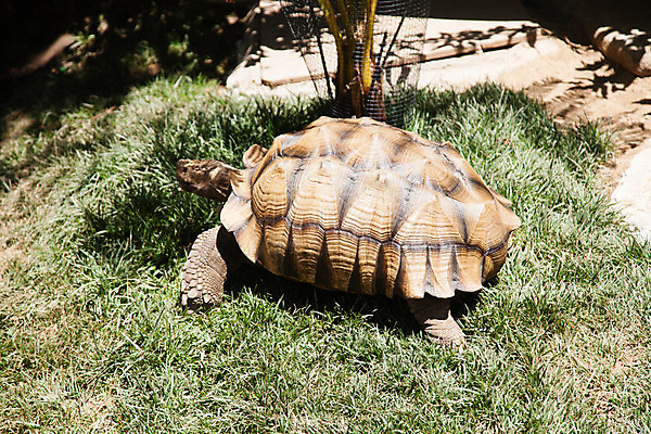 포토 JPG 해외이미지 동물 척추동물 얼굴 야생동물 모래 파충류 자연 생물 건조 종류 사람없음 야외 갈색 머리 걷기 사막 껍질 뜨거움 거북이 보호 눈금 캘리포니아 멸종 느림 내추럴 기어가기 고집 등딱지 울퉁불퉁 인내 전국 초식 해외202004 해외포토 컬러 컨셉 모션 신체부위 미국 생태계 파일형식 이미지허브