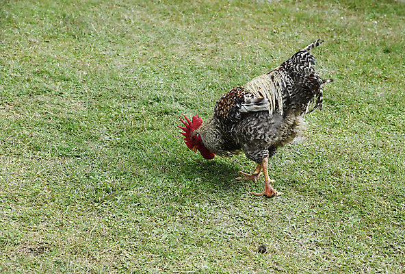 포토 JPG 해외이미지 동물 응시 여자 농업 자연 조류 육류 사람없음 야외 농장 치킨 흰색 시골 깃털 내추럴 고립 무료 밭일 암탉 해외202004 해외포토 시선 산업 컬러 식재료 사람 닭 암컷 생태계 닭고기요리 파일형식 이미지허브