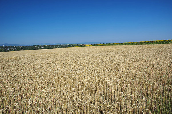 포토 JPG 해외이미지 나무 식물 전통 계절 문화 도로 음식 여행 백그라운드 밭 농업 자연 하늘 추상 주택 파노라마 풍경 사람없음 초록색 여름 파란색 농작물 농장 노란색 마을 맑음 수확 성장 시골 황금 낟알 땅 시리얼 밀 장면 방법 밭일 숙성 수평선 해외202004 해외포토 산업 길 컬러 무늬 교통시설 날씨 곡류 촬영기법 건물 생태계 파일형식 이미지허브