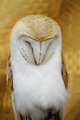 포토 JPG 해외이미지 동물 응시 얼굴 야생동물 날개 자연 조류 동물원 사람없음 스터디 갈색 힘 관찰 보호 야간 큼 깃털 사냥 부리 육식동물 부엉이 사냥꾼 육식 발견 해외202004 해외포토 자연요소 직업 시선 컬러 컨셉 모션 신체부위 학습 크기 생태계 파일형식 이미지허브