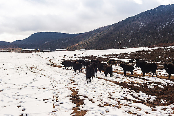 포토 JPG 해외이미지 동물 아시아 여행 산 풍경 사람없음 관광지 중국 소 내추럴 해외202004 해외포토 나라 포유류 파일형식 이미지허브