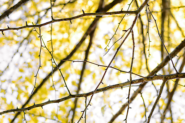 포토 JPG 해외이미지 나무 식물 계절 공원 여행 백그라운드 단풍 잎 오렌지 자연 하늘 추상 풍경 사람없음 야외 빨간색 초록색 파란색 빛 컬러풀 햇빛 노란색 정원 일본 가을 나뭇가지 황금 숲 질감 장면 내추럴 교토 해외202004 해외포토 공공시설 아시아 컬러 무늬 과일 태양 생태계 파일형식 이미지허브