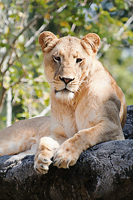포토 JPG 해외이미지 동물 야생동물 백그라운드 포유류 자연 사람없음 고양이 입 황무지 닫기 위험 사자 큼 무서움 왕 턱 표범 감탄 동물상 해외202004 해외포토 감정 컨셉 모션 신체부위 반려동물 조형물 크기 생태계 파일형식 이미지허브