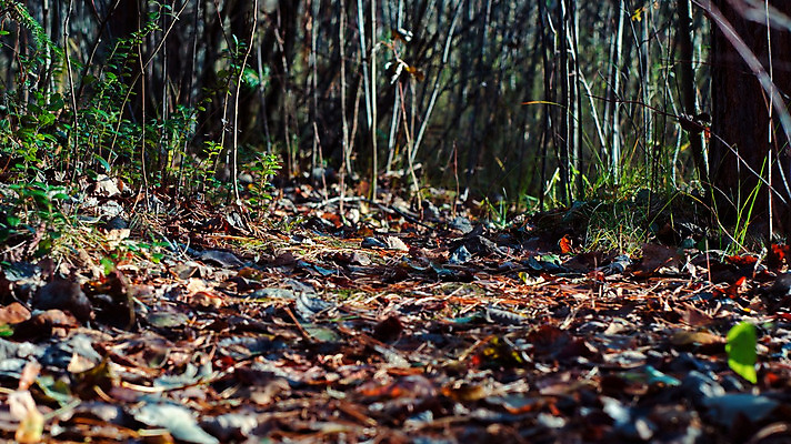 포토 JPG 해외이미지 디자인 배너 계절 도로 백그라운드 밭 자연 화살 간판 광고판 사람없음 목재 장식 공백 정보 수확 표지판 널 다발 방향 사인 질감 복고 목공예 공지사항 고립 수목 옛날 해외202004 해외포토 나무 길 농업 재료 교통시설 알림판 공예 생태계 판 파일형식 이미지허브
