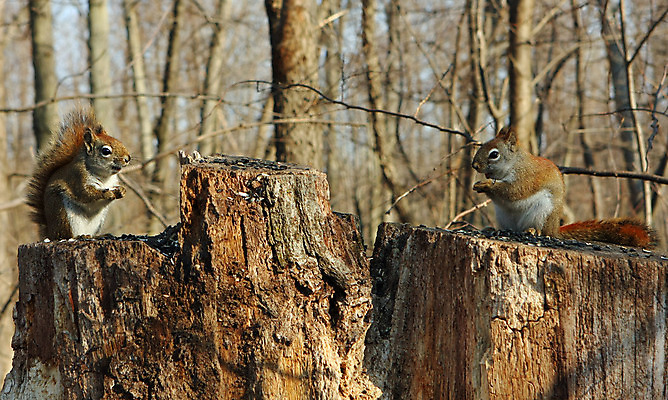 포토 JPG 해외이미지 나무 동물 공원 얼굴 야생동물 음식 포즈 포유류 자연 휴식 생물 털 미소 사람없음 야외 목재 빨간색 갈색 검은색 회색 견과류 설치류 숲 작음 먹이 먹기 호기심 꼬리 다람쥐 귀 여우 호두 솜털 내추럴 해외202004 해외포토 식물 공공시설 감정 컬러 컨셉 재료 모션 표정 신체부위 크기 생태계 파일형식 이미지허브