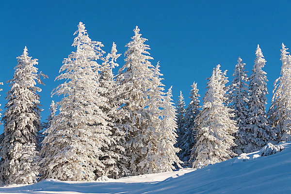 포토 JPG 해외이미지 주간 나무 겨울 자연 하늘 사람없음 야외 맑음 눈 겨울풍경 해외202004 해외포토 자연요소 식물 계절 날씨 풍경 생태계 파일형식 이미지허브