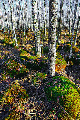 포토 JPG 해외이미지 나무 식물 계절 공원 백그라운드 잎 자연 풍경 사람없음 야외 목재 초록색 봄 나뭇가지 시골 숲 자작나무 생태학 해외202004 해외포토 공공시설 교육 컬러 재료 생태계 파일형식 이미지허브