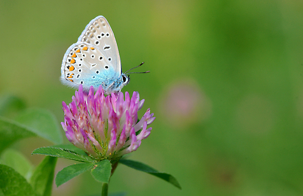 포토 JPG 해외이미지 식물 동물 계절 꽃 유럽 야생동물 줄기 나비 곤충 신체 날개 자연 휴식 안테나 사람없음 초록색 여름 파란색 보라색 봄 소프트포커스 묘사 생물학 서식지 내추럴 동물상 생존 해외202004 해외포토 교육 나라 컬러 컨셉 통신 촬영기법 조형물 생태계 파일형식 이미지허브